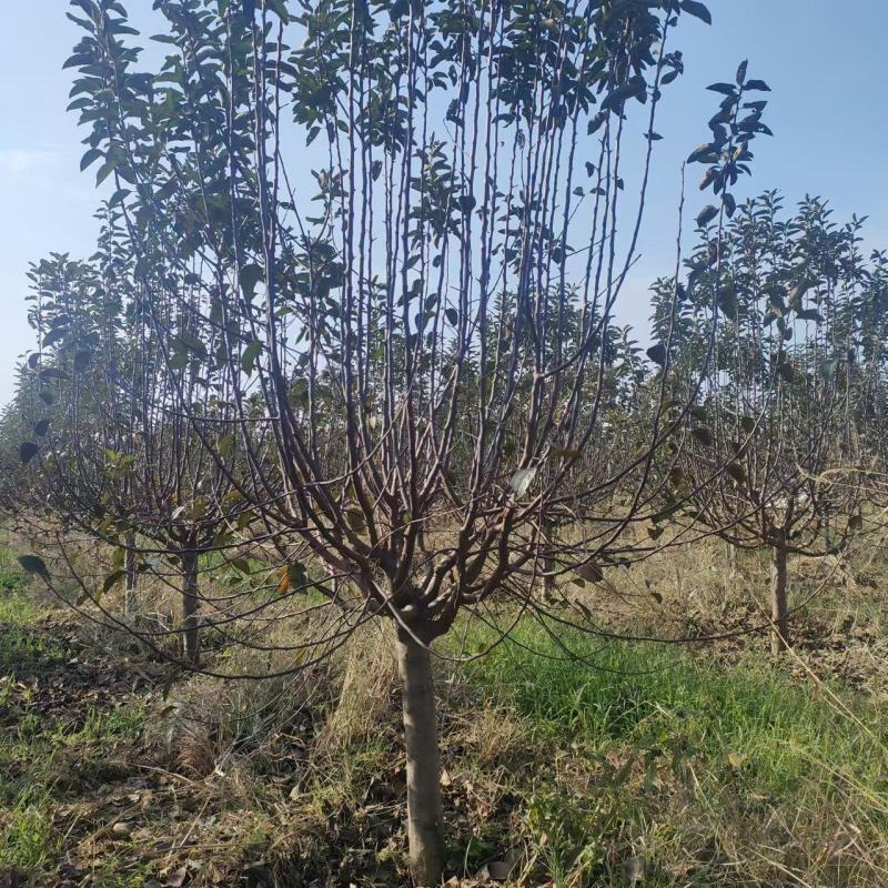 北美海棠，1--20公分，规格齐全，全国发货，欢迎选购