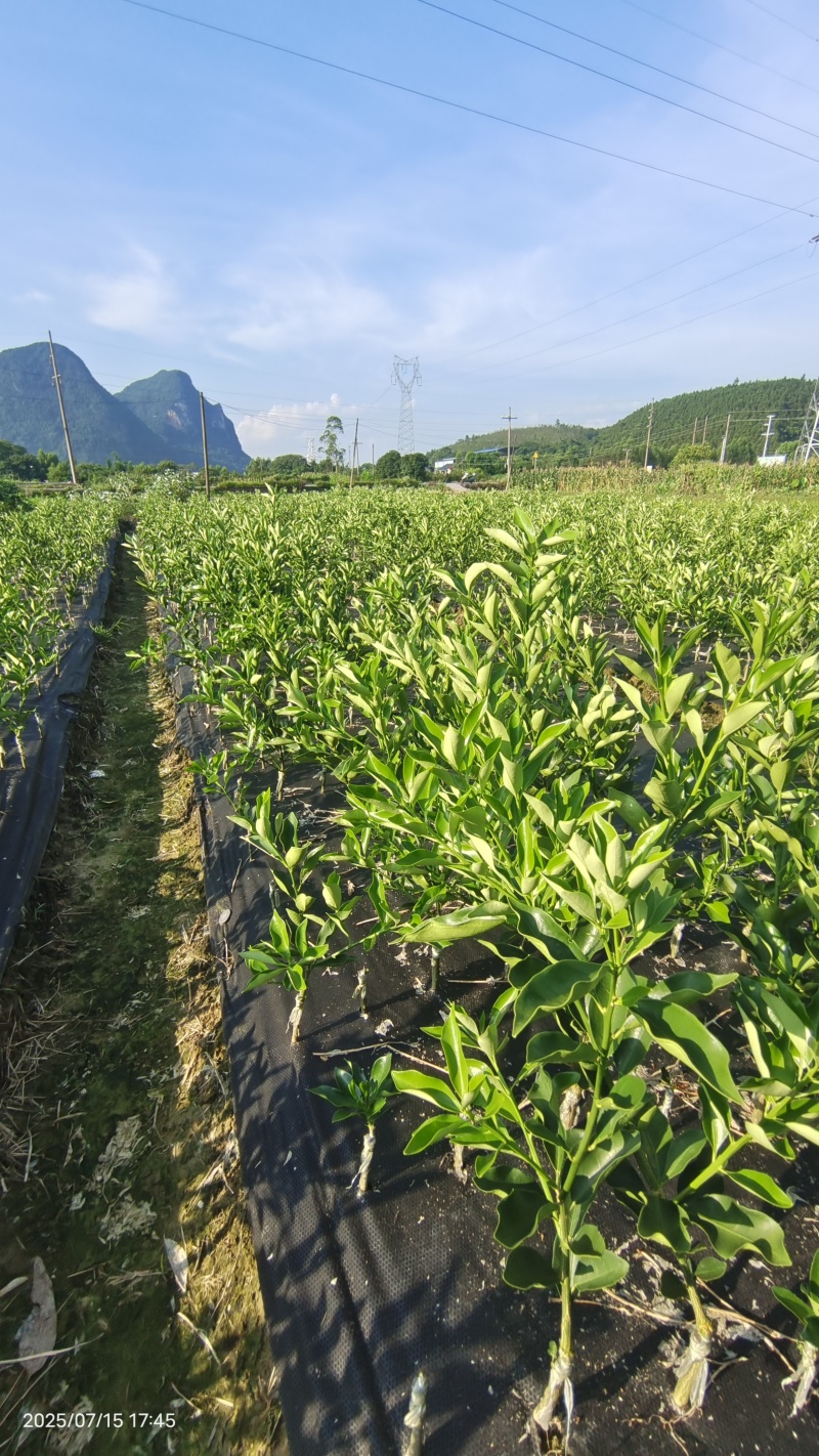 融安脆蜜金桔苗