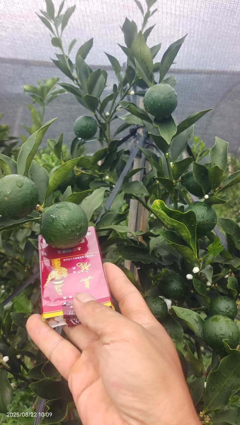 融安脆蜜金桔苗