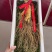 长白山人参，净重250克吉林人参产地直发包邮