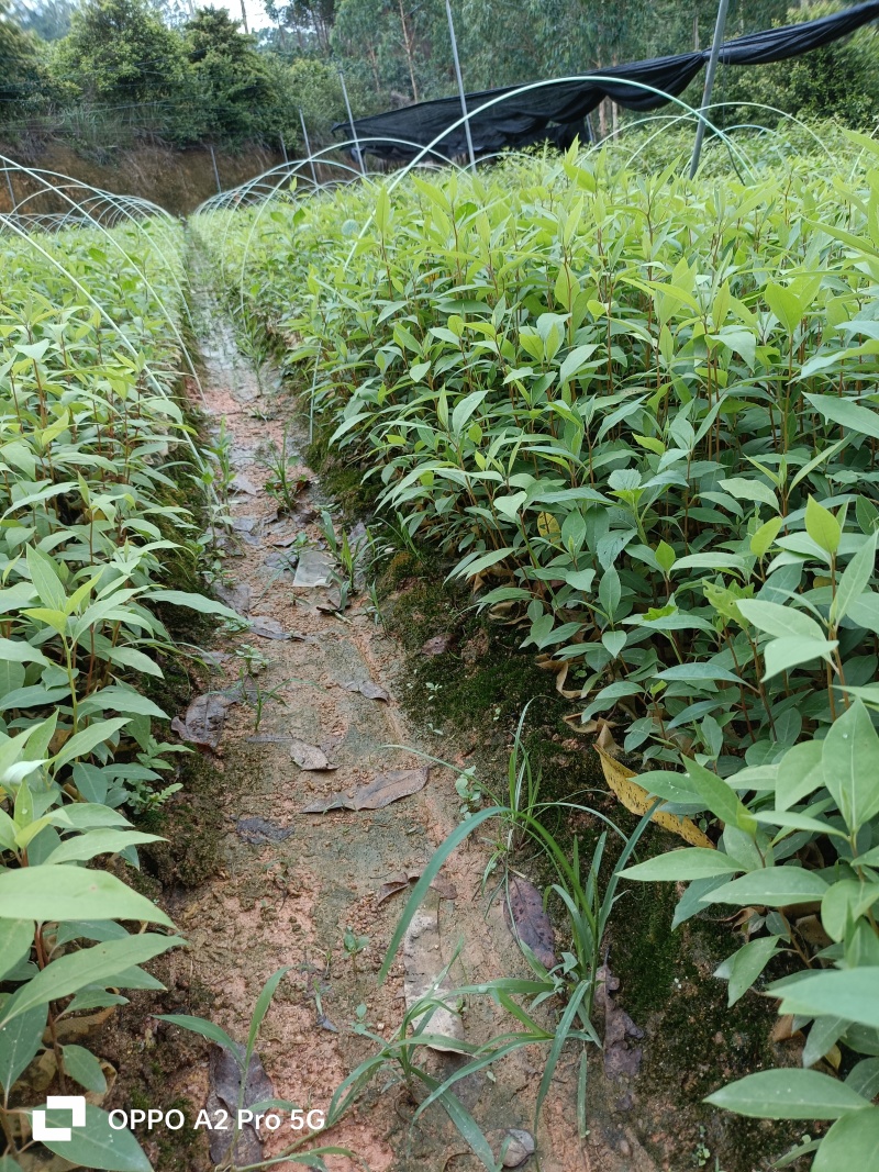 木姜子苗山胡椒苗山苍子苗杯苗成活率高改良高产品种。