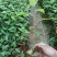 木姜子苗山胡椒苗山苍子苗杯苗成活率高改良高产品种。