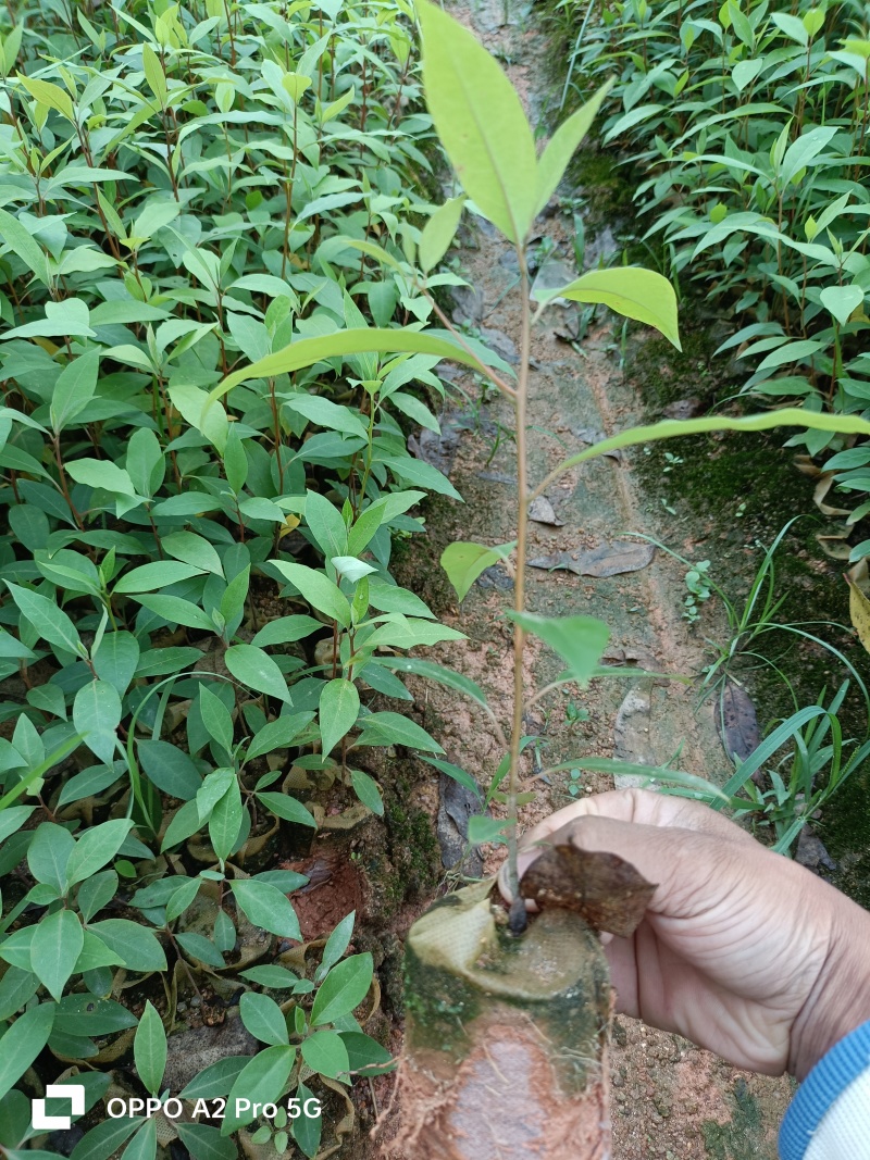 木姜子苗山胡椒苗山苍子苗杯苗成活率高改良高产品种。