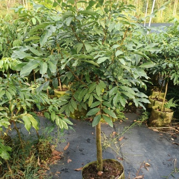 龙眼苗石硖龙眼精品树型嫁接大杯苗移栽成活率高