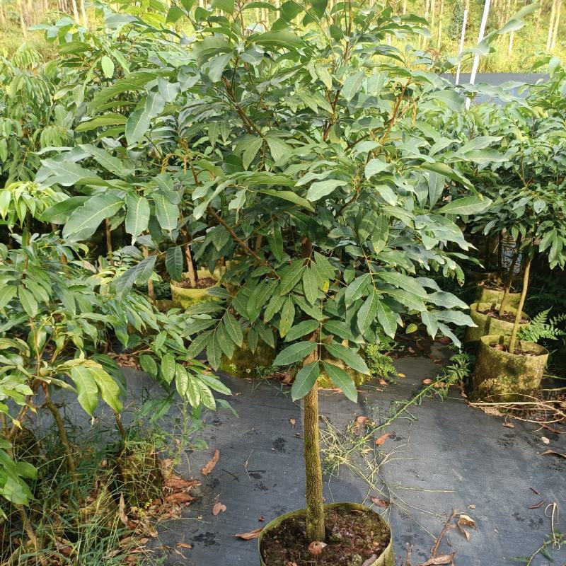 龙眼苗石硖龙眼精品树型嫁接大杯苗移栽成活率高