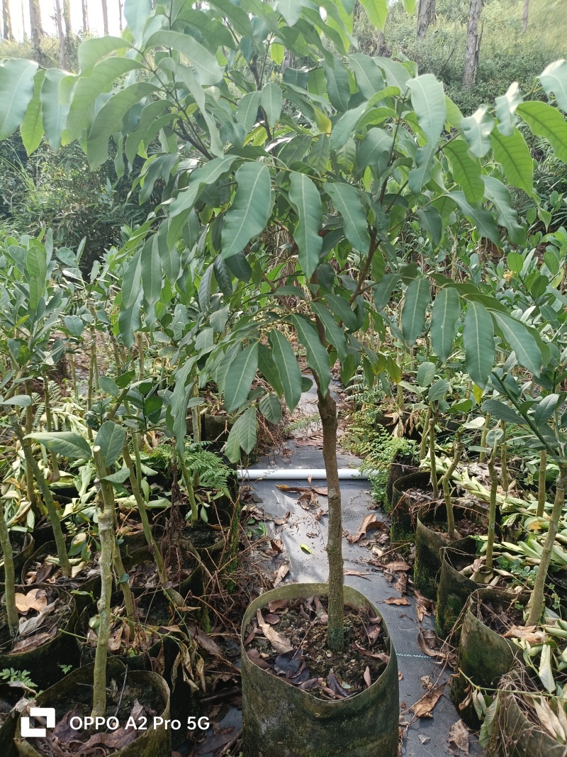 龙眼苗石硖龙眼精品树型嫁接大杯苗移栽成活率高
