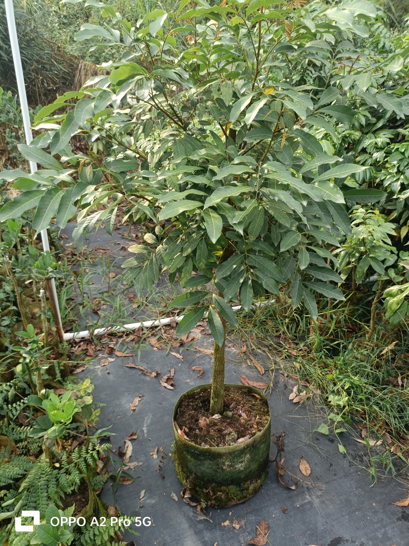 龙眼苗石硖龙眼精品树型嫁接大杯苗移栽成活率高