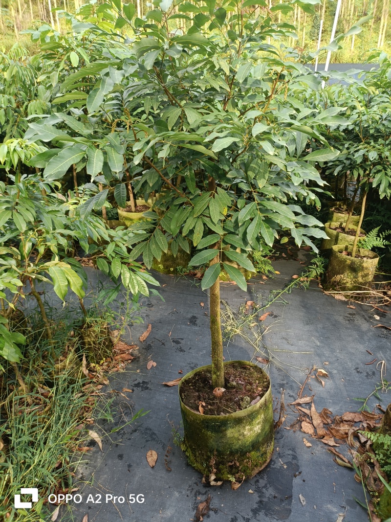 龙眼苗石硖龙眼精品树型嫁接大杯苗移栽成活率高
