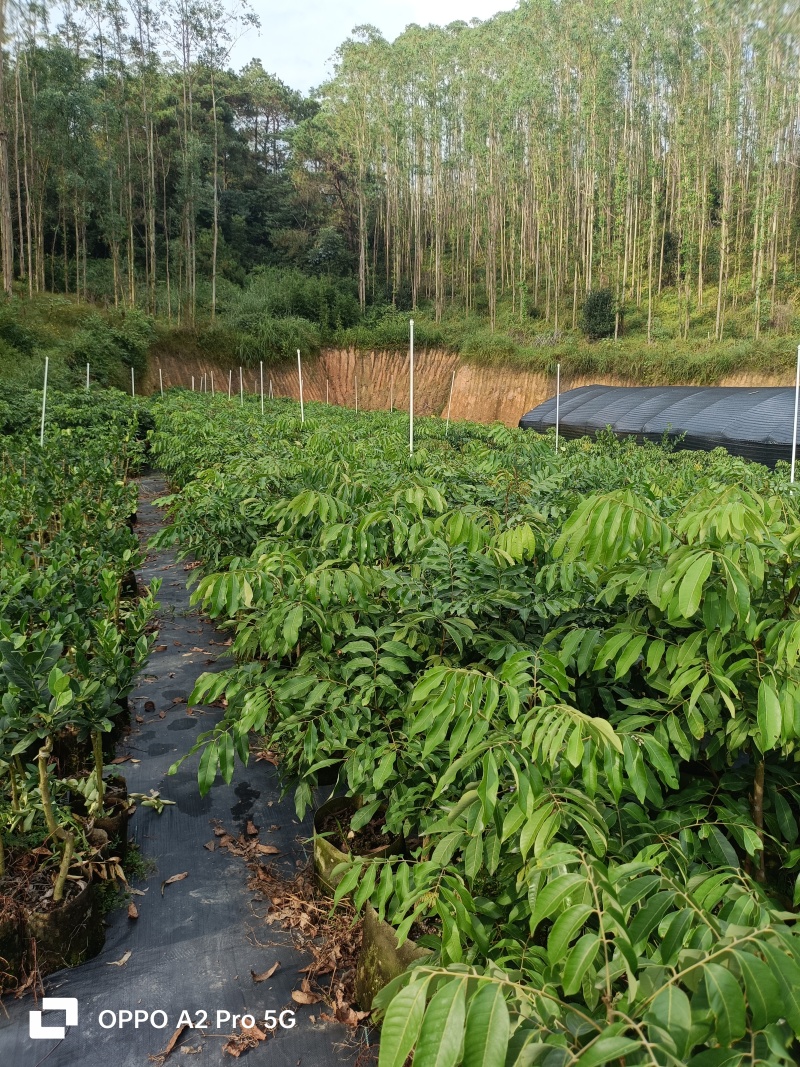 龙眼苗石硖龙眼精品树型嫁接大杯苗移栽成活率高