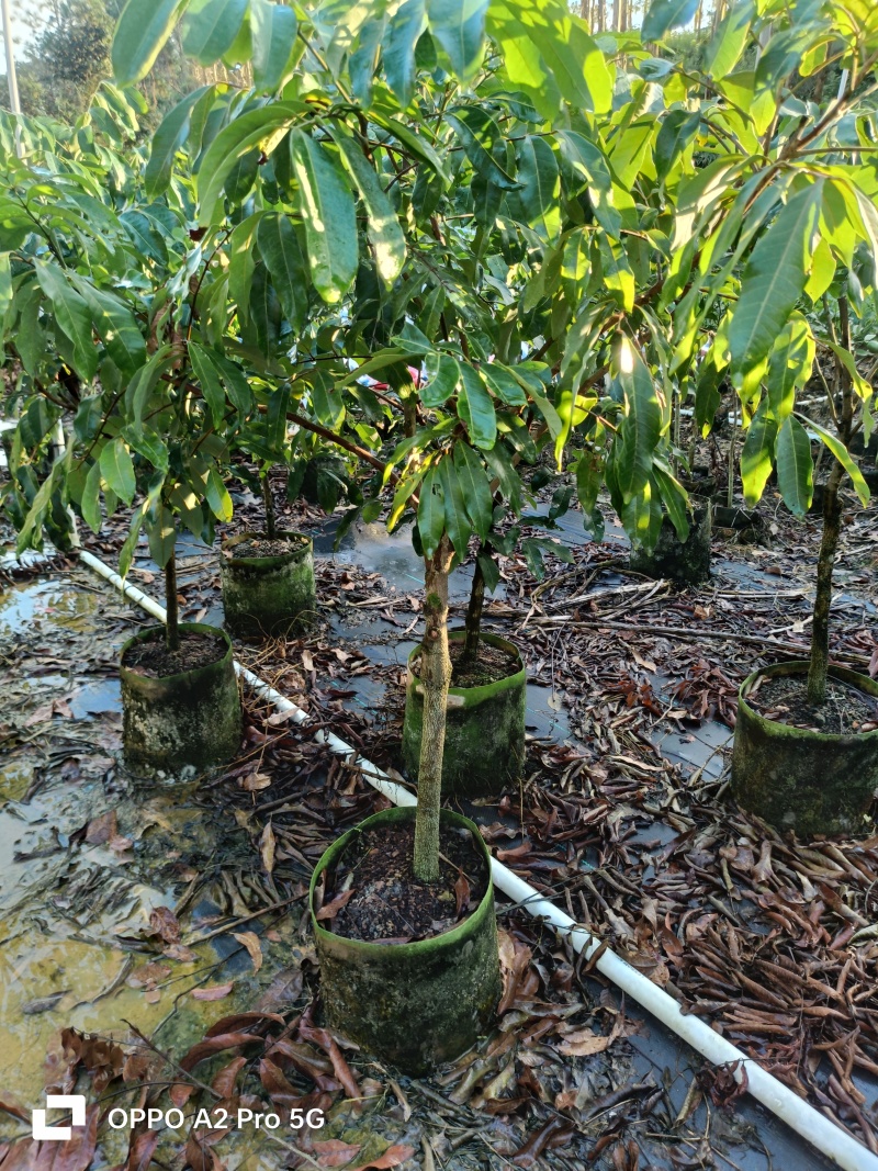 龙眼苗石硖龙眼精品树型嫁接大杯苗移栽成活率高