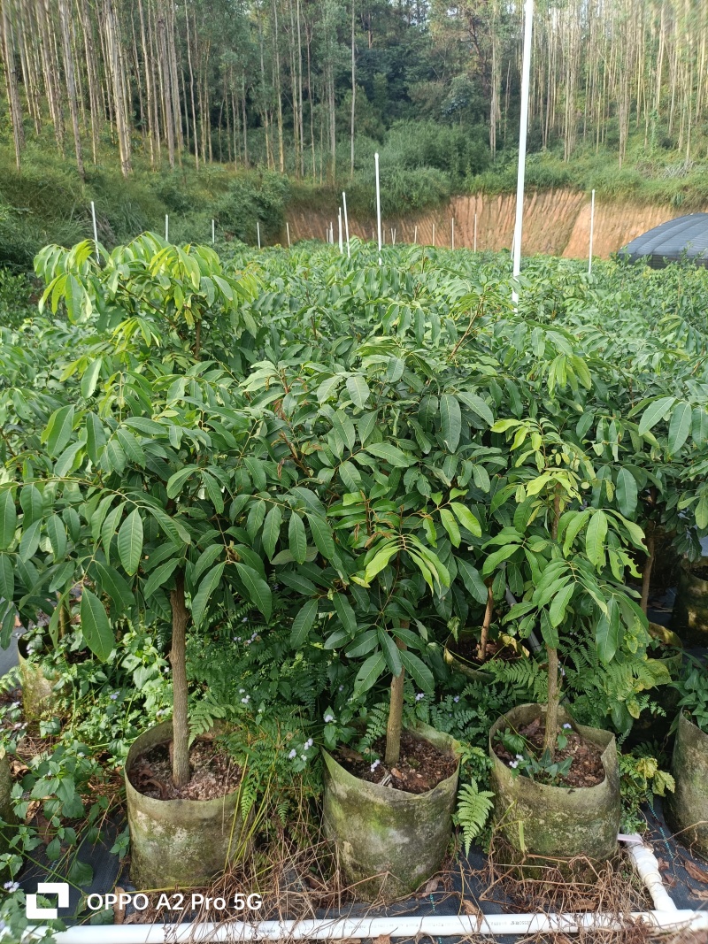 龙眼苗石硖龙眼精品树型嫁接大杯苗移栽成活率高
