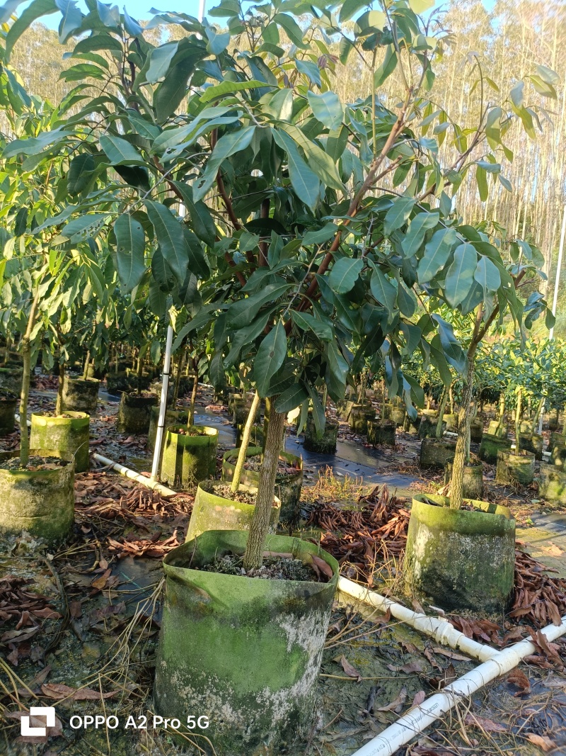 龙眼苗石硖龙眼精品树型嫁接大杯苗移栽成活率高