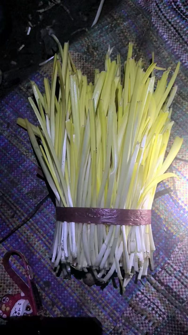 山东二茬蒜黄食堂货，一手货源，量大从优，可视频看货，诚信