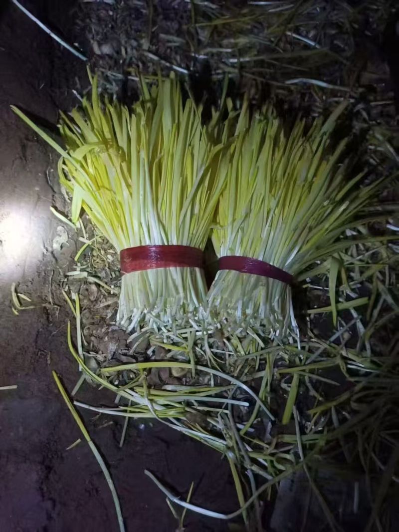山东二茬蒜黄食堂货，一手货源，量大从优，可视频看货，诚信