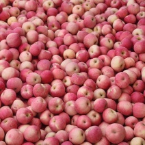大量批发早熟红富士苹果货源充足量大从优欢迎联系