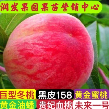 果园直发桃树苗特早熟离核全红蜜桃巨型冬桃油蟠桃苗