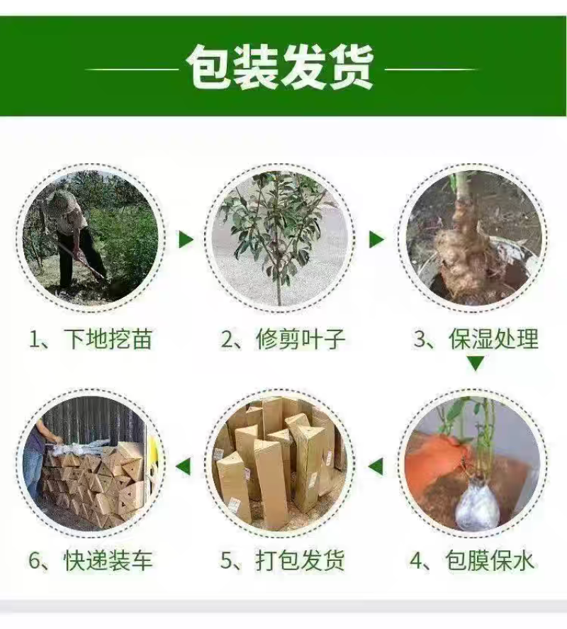 果园直发桃树苗特早熟离核全红蜜桃巨型冬桃油蟠桃苗