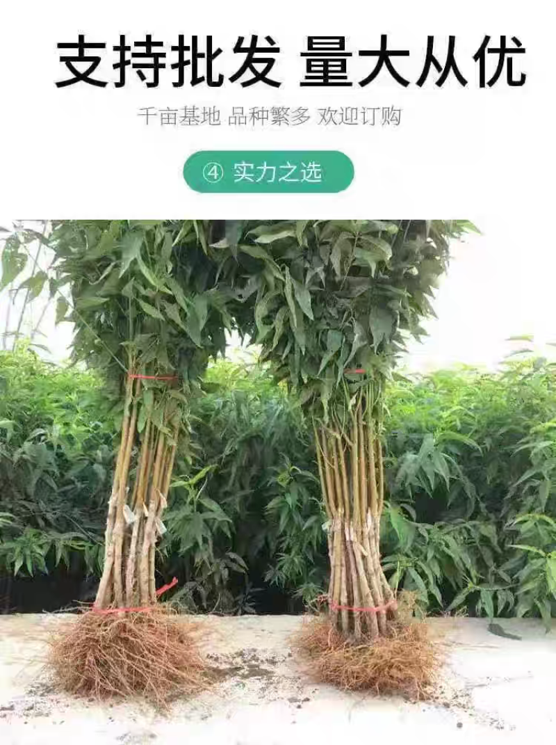 果园直发桃树苗特早熟离核全红蜜桃巨型冬桃油蟠桃苗