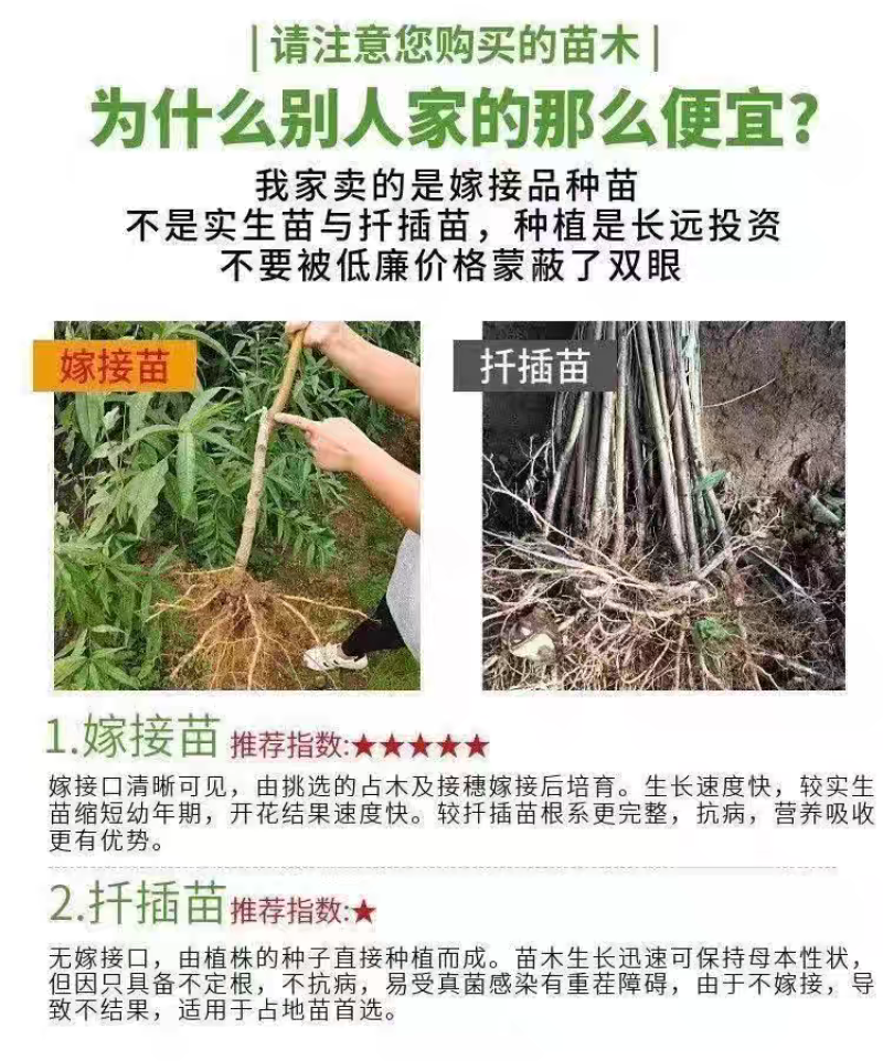 果园直发桃树苗特早熟离核全红蜜桃巨型冬桃油蟠桃苗