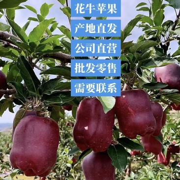 天水花牛高山苹果