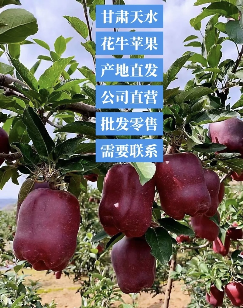 天水花牛高山苹果