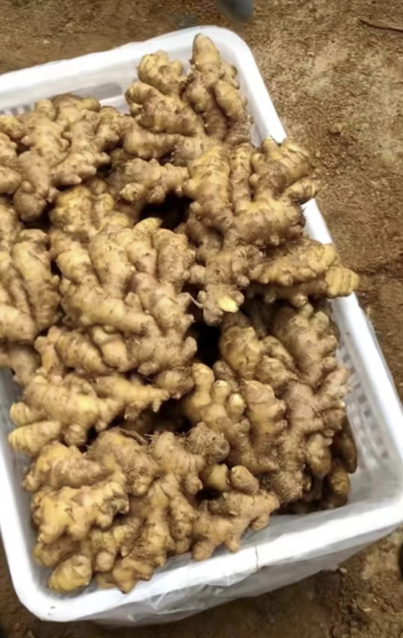 供应小黄姜（沙土/水洗/烘干/市场）食品加工厂