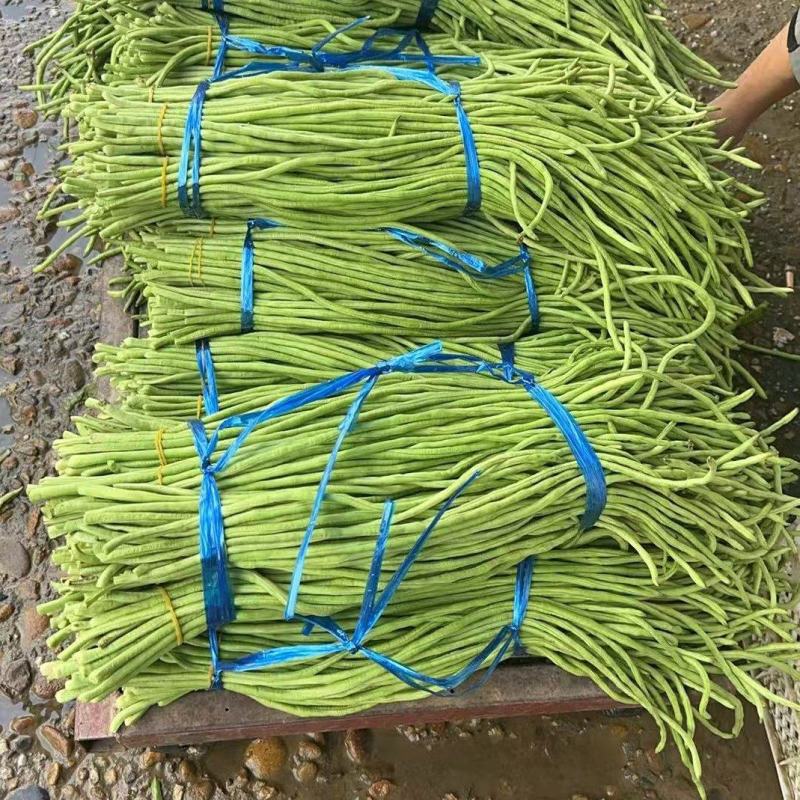福建南平长豆角长豇豆青条豆角货源充足实力代发全国
