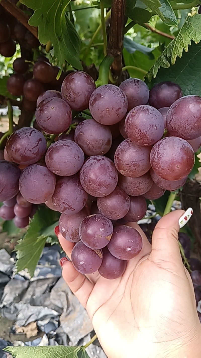 巨峰葡萄
