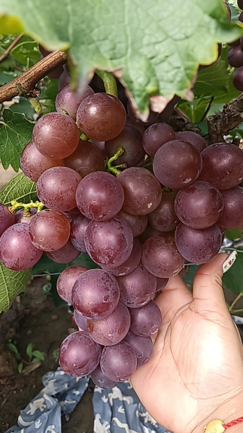 巨峰葡萄