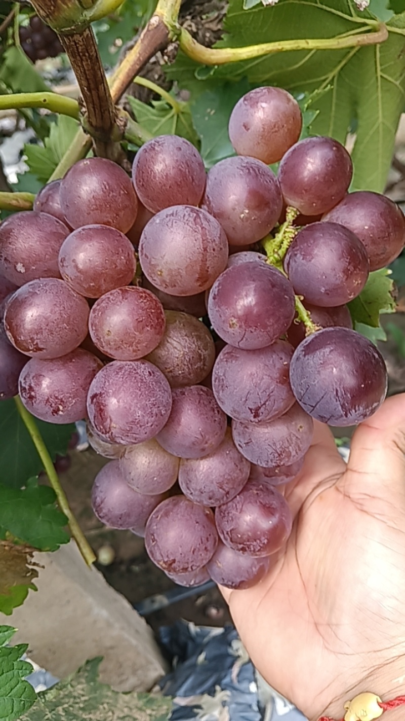 巨峰葡萄