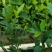 黄栀子苗药用栀子大杯苗种植成活率更高保质保量