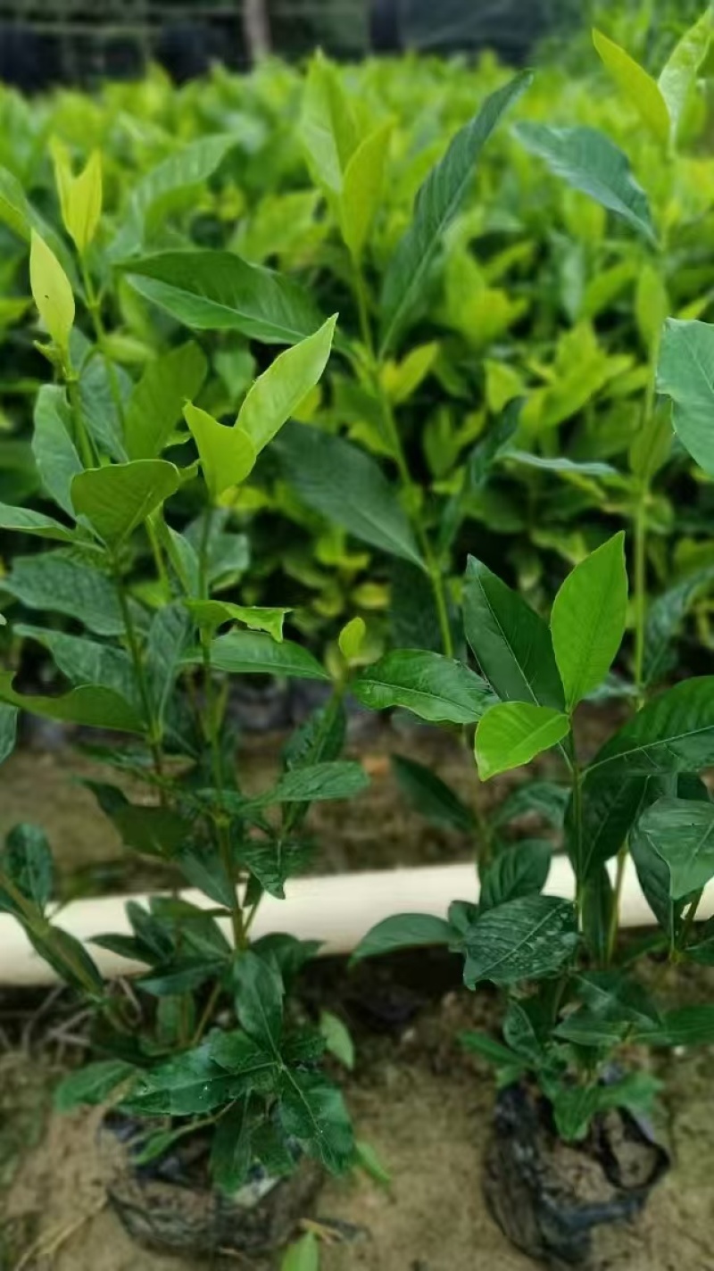 黄栀子苗药用栀子大杯苗种植成活率更高保质保量