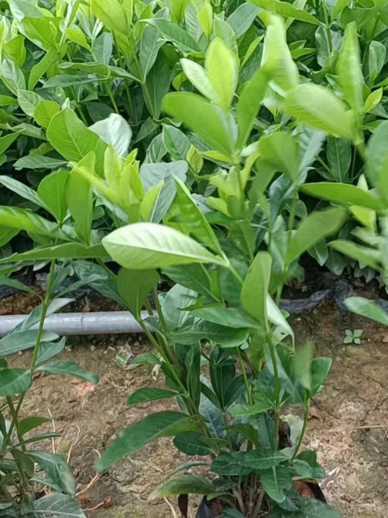 黄栀子苗药用栀子大杯苗种植成活率更高保质保量