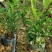 黄栀子苗药用栀子大杯苗种植成活率更高保质保量