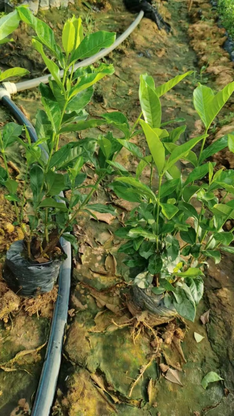 黄栀子苗药用栀子大杯苗种植成活率更高保质保量