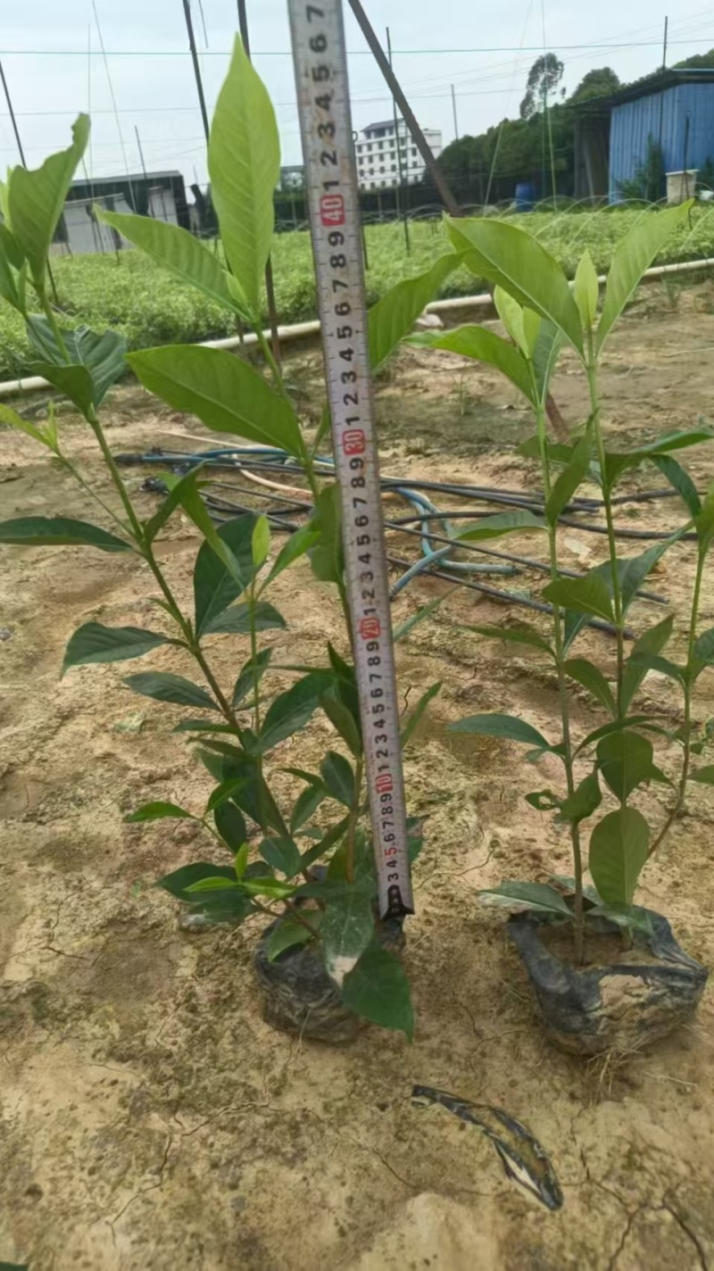 黄栀子苗药用栀子大杯苗种植成活率更高保质保量