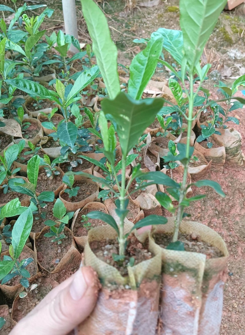 黄栀子苗药用栀子大杯苗种植成活率更高保质保量