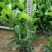 黄栀子苗药用栀子大杯苗种植成活率更高保质保量