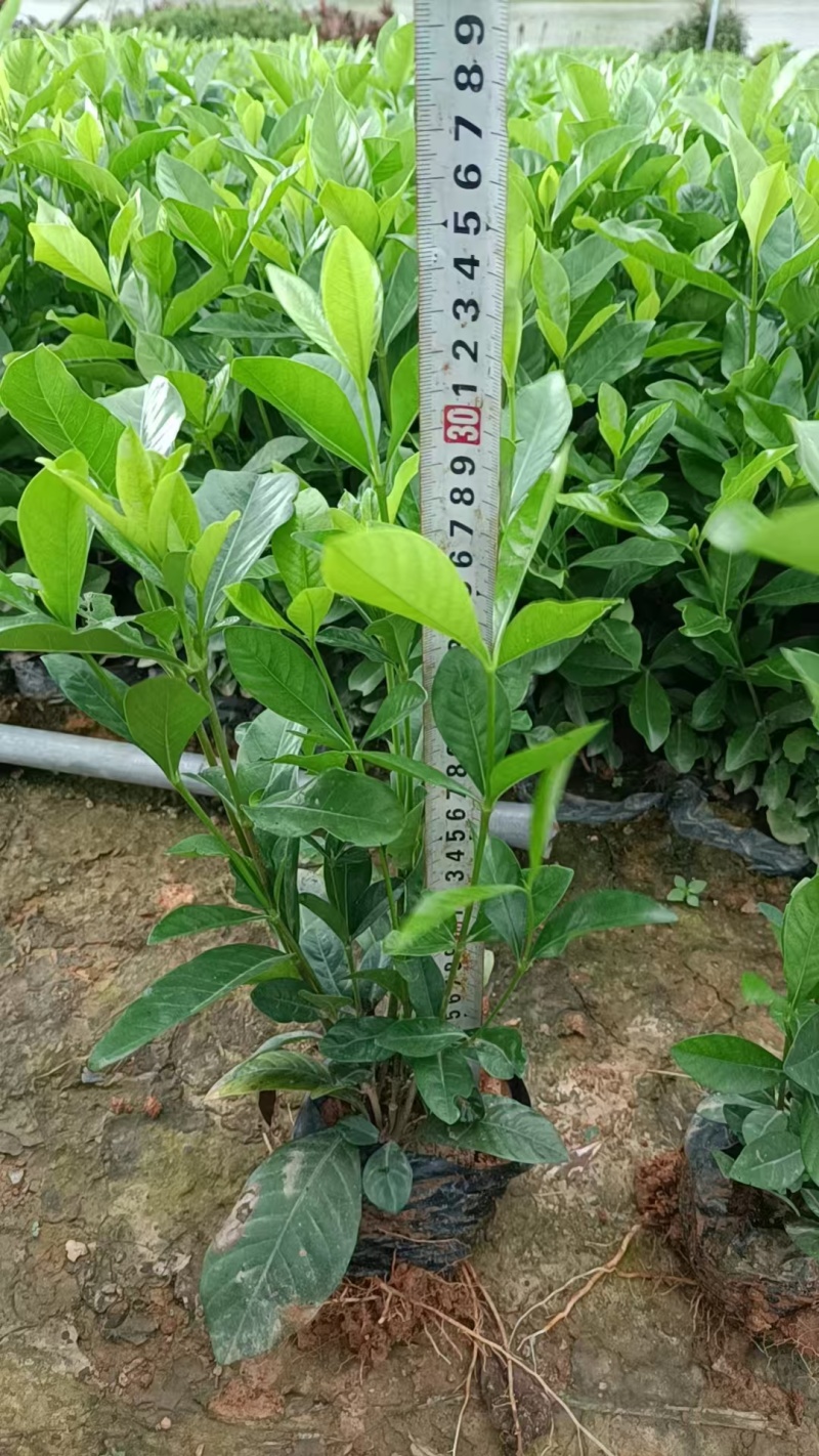 黄栀子苗药用栀子大杯苗种植成活率更高保质保量