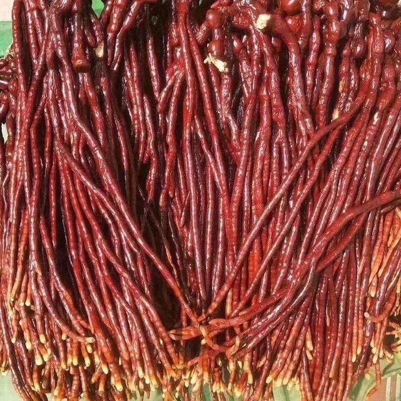 正宗灵芝草中药材长白山特产整枝灵芝包邮新鲜又名鹿角灵芝草