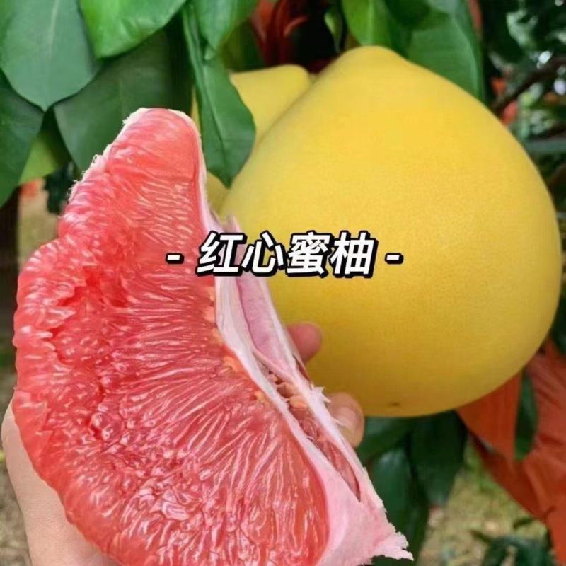 红心柚福建蜜柚万亩基地直供，量大从优，规格齐全，代发全国