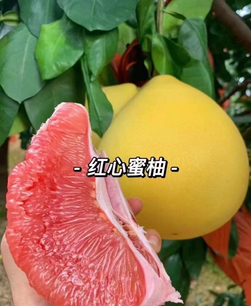 红心柚福建蜜柚万亩基地直供，量大从优，规格齐全，代发全国