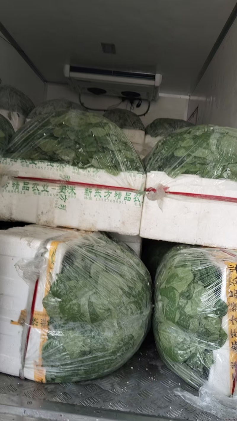 大棚种植木耳菜精品商超专用