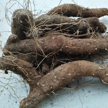 新鲜现挖3年以上半野生中药材黄姜，火藤根，火头根