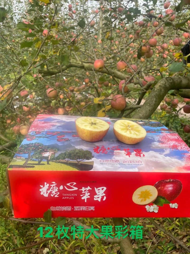 汉源糖心红富士大量上市，专业专业对接电商平台，市场批发