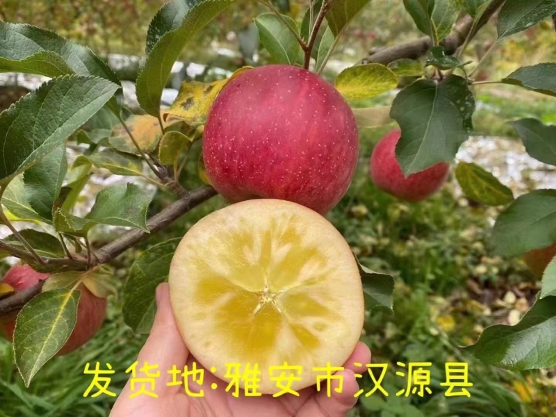 汉源糖心红富士大量上市，专业专业对接电商平台，市场批发