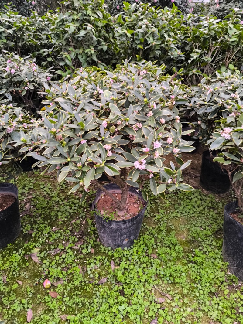 金边瑞香年宵花带香味各规格金边瑞香花卉绿植