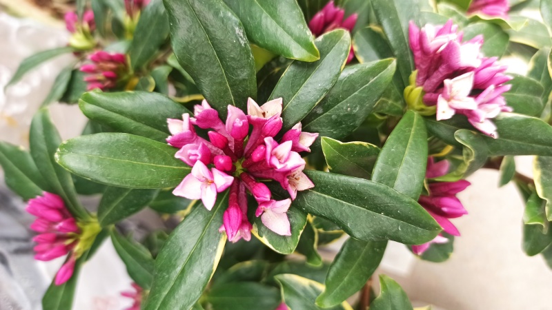 金边瑞香年宵花带香味各规格金边瑞香花卉绿植