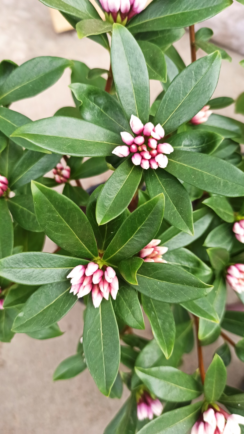 金边瑞香年宵花带香味各规格金边瑞香花卉绿植