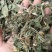 蒲公英，过筛无沫，新货，货源充足，支持在线下单